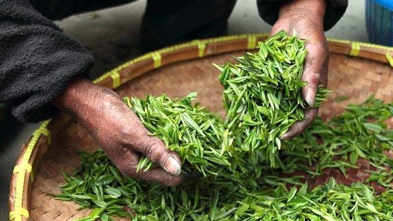 Six Different Types of Tea - Tea Repertoire