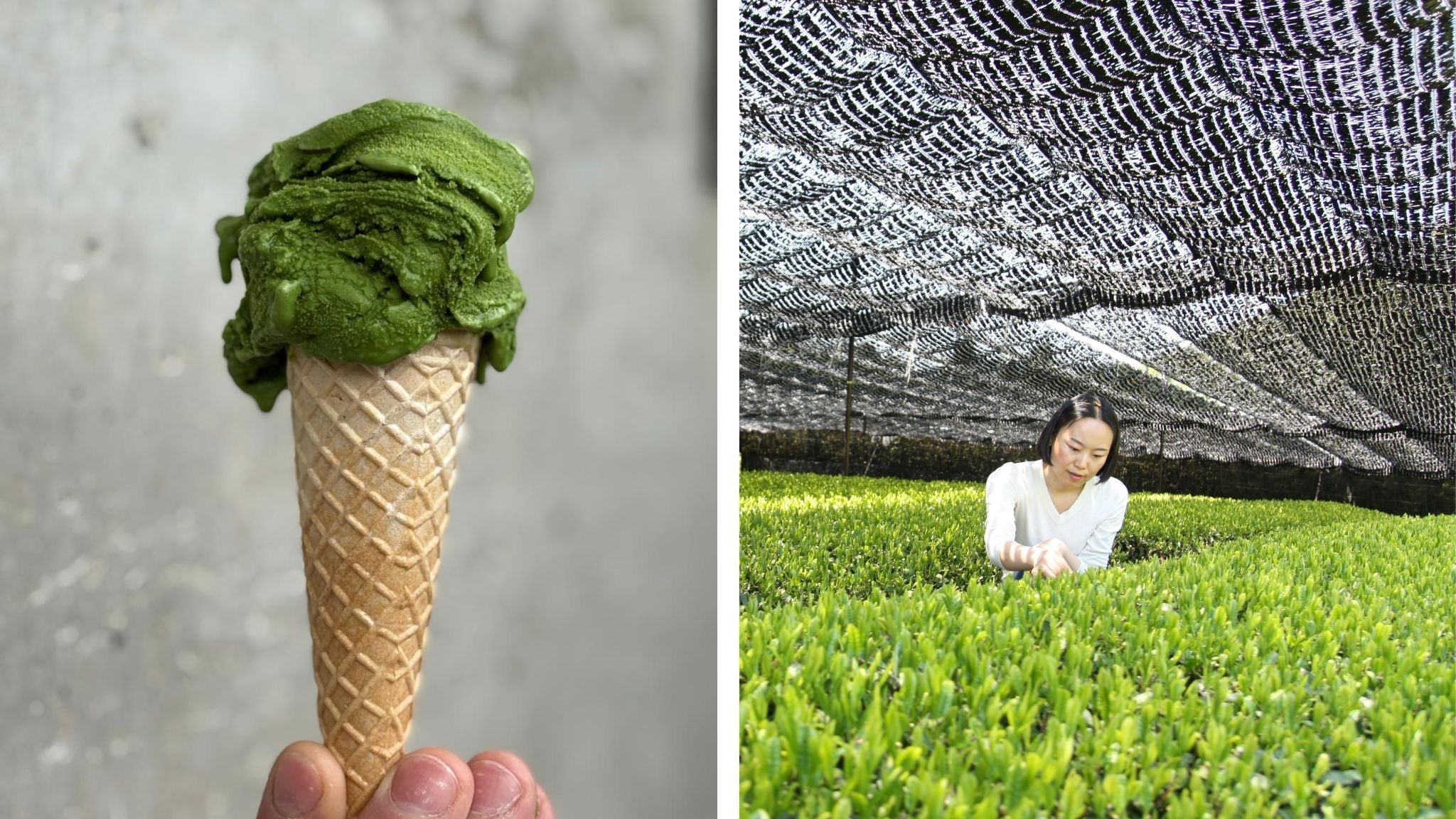 A Cool Collaboration – Tea Repertoire x Labo Gelateria - Tea Repertoire