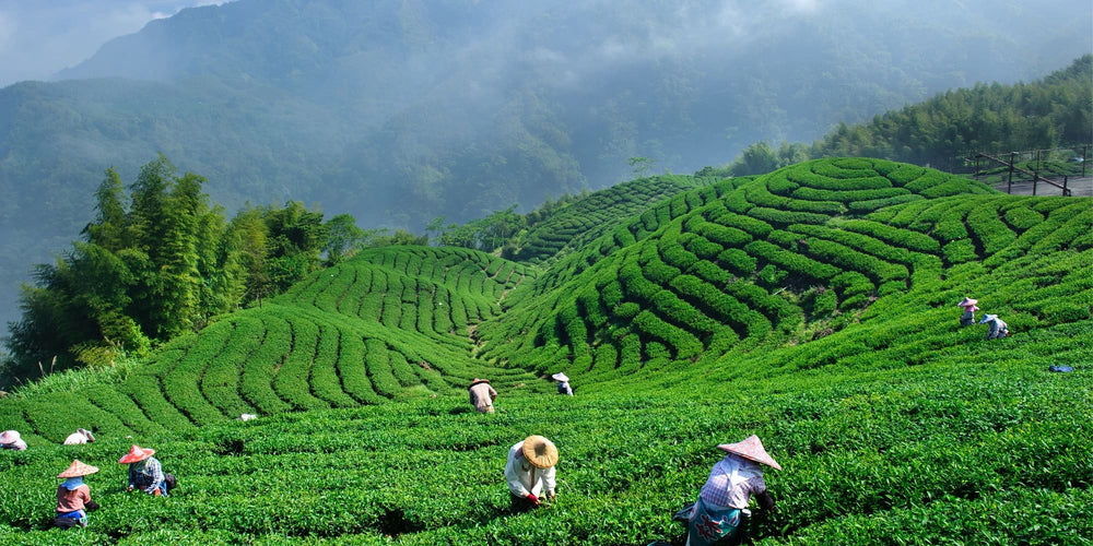 Celebrate International Tea Day | Know your Tea | Tea Repertoire