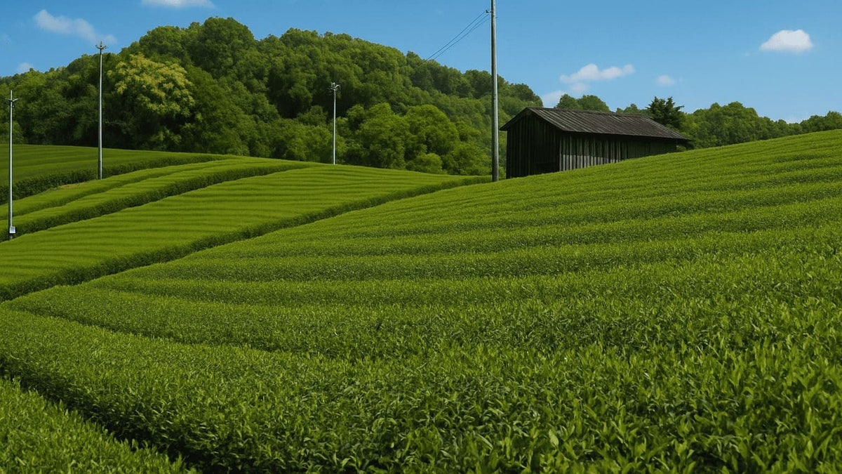 Matcha Prices in 2025 – A Transparent Conversation - Tea Repertoire