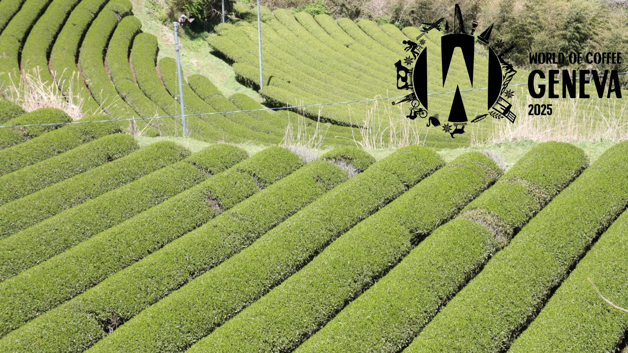 Tea Repertoire, World of Coffee Geneva 2025, specialty coffee & tea - Tea Repertoire