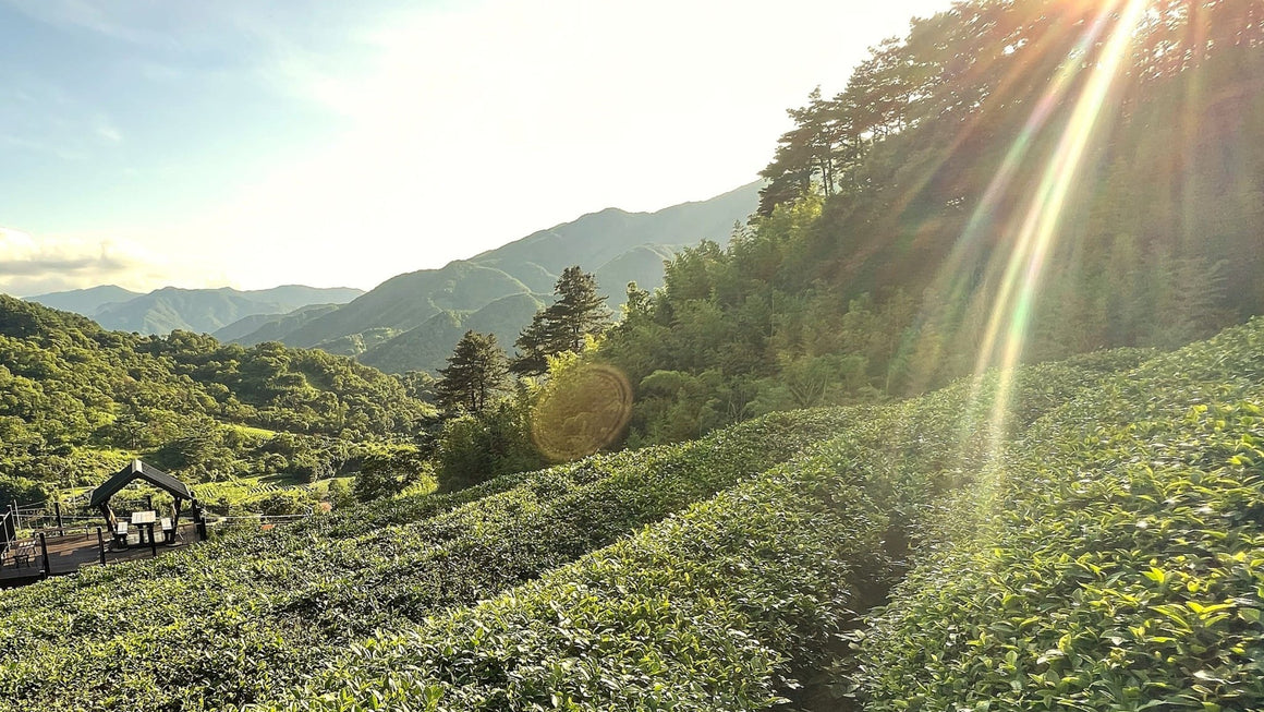 Dry January Tea & Tisane - Tea Repertoire