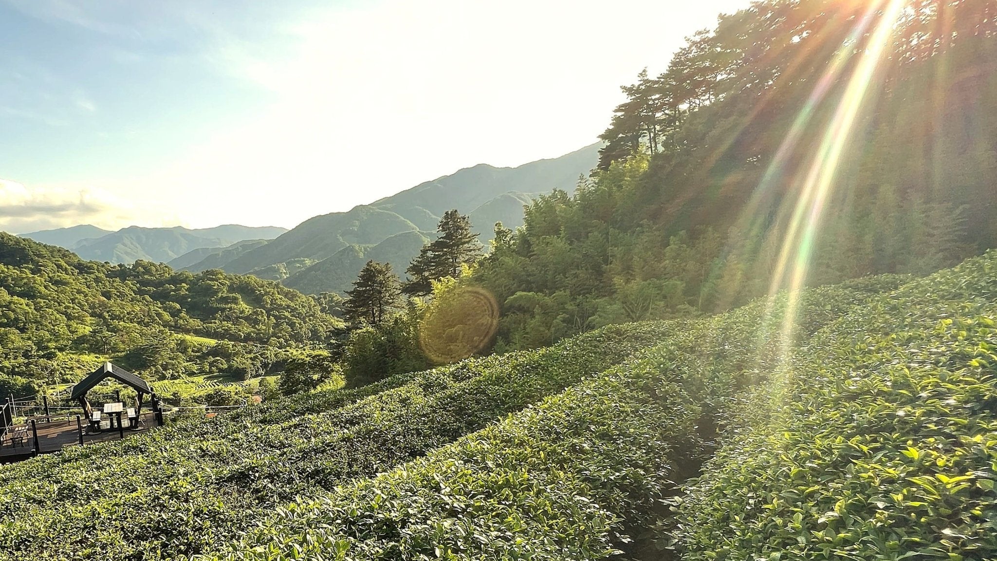 Dry January Tea & Tisane - Tea Repertoire