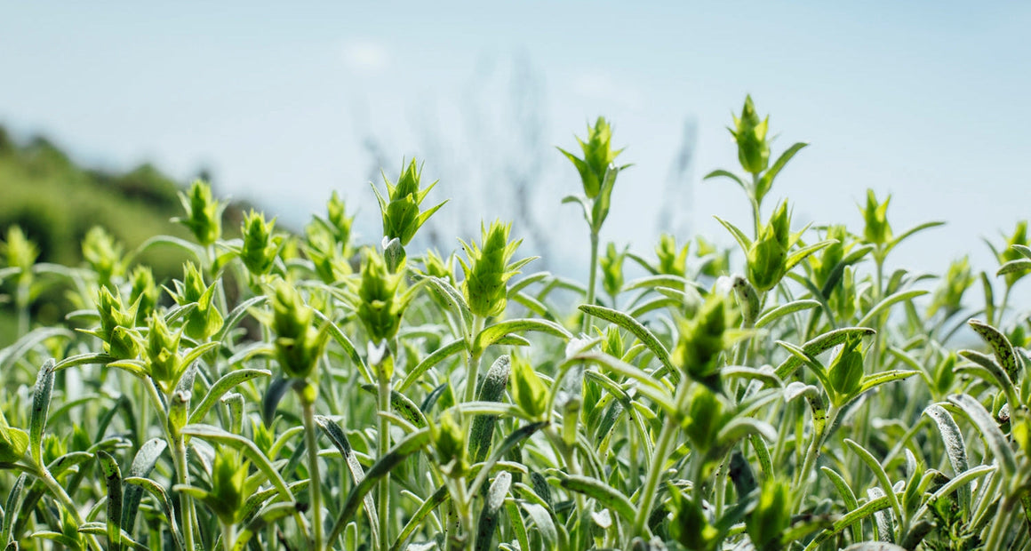 Herbal Tea Collection - Tea Repertoire