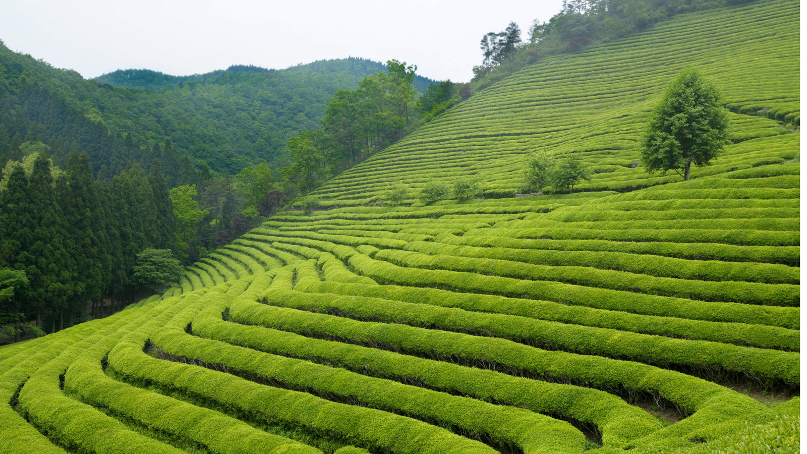 Buy Tea Online | Loose Leaf Tea | Tea Repertoire
